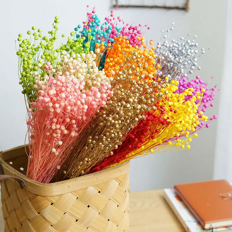 Dried Flower Pressed - Ormosia Hosiei – vraies fleurs naturelles,