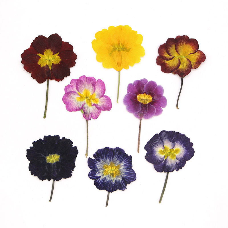Dried Flower Pressed - 48 pièces de fleurs séchées de