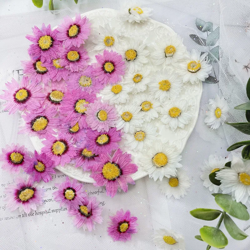 Dried Flower Pressed - Pétales de fleurs de Murcia naturelles,