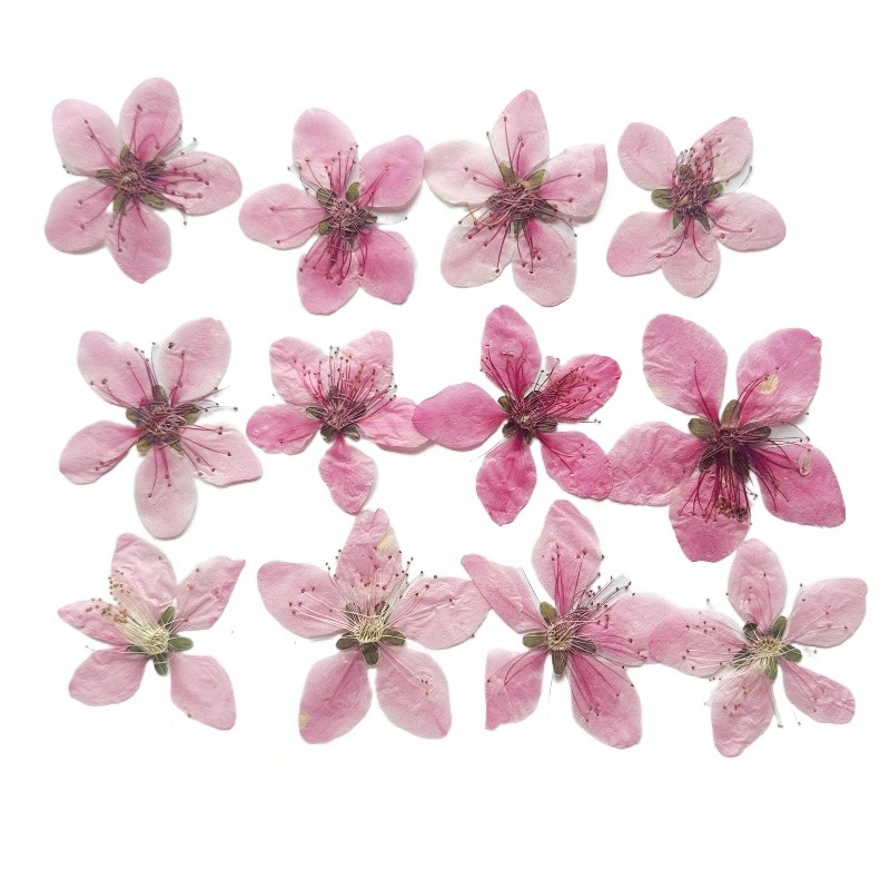 Dried Flower Pressed - 12 pièces, Fleurs de pêcher naturelles