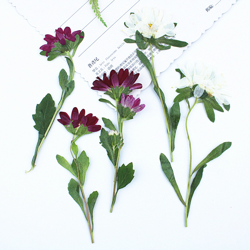 Dried Flower Pressed - 24 pièces, mini chrysanthèmes pressés et