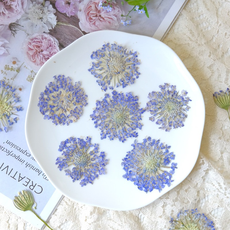 12 fleurs de perles d'émeraude - Dried Flower Pressed avis et prix