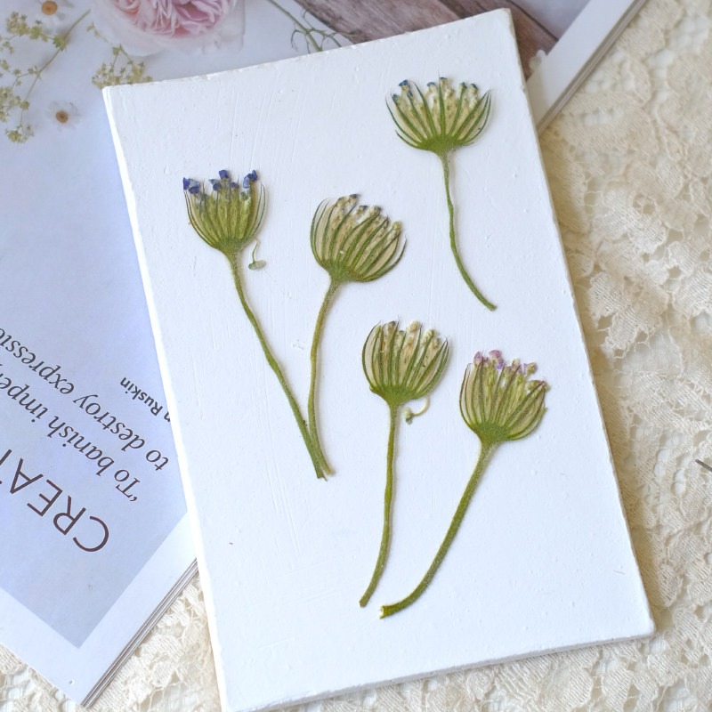 12 fleurs de perles d'émeraude - Dried Flower Pressed avis et prix