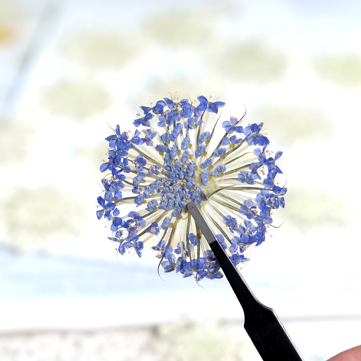 12 fleurs de perles d'émeraude - Dried Flower Pressed avis et prix