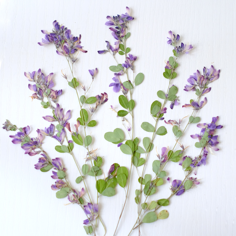 6 pièces, fleurs séchées press - Dried Flower Pressed avis et prix