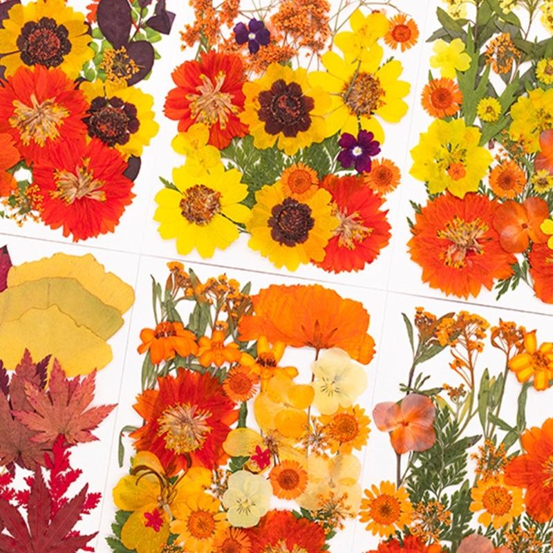 Fleur pressée séchée pour moul - Dried Flower Pressed avis et prix