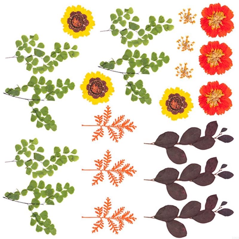 Fleur pressée séchée pour moul - Dried Flower Pressed avis et prix
