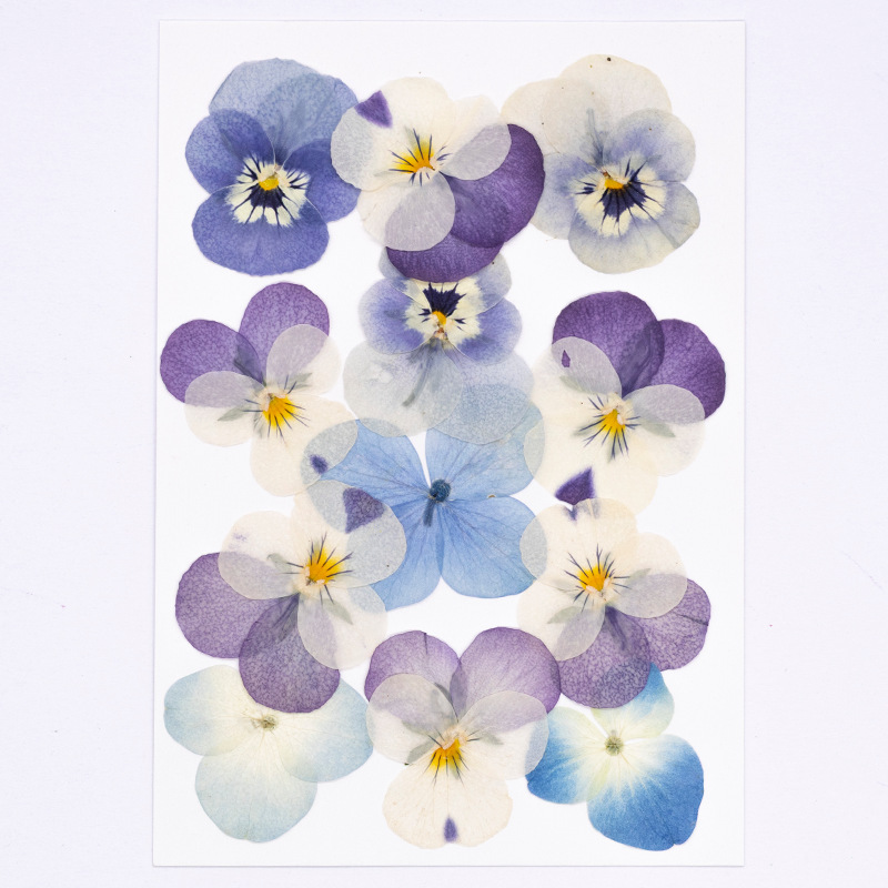12 pièces, véritables fleurs s - Dried Flower Pressed avis et prix