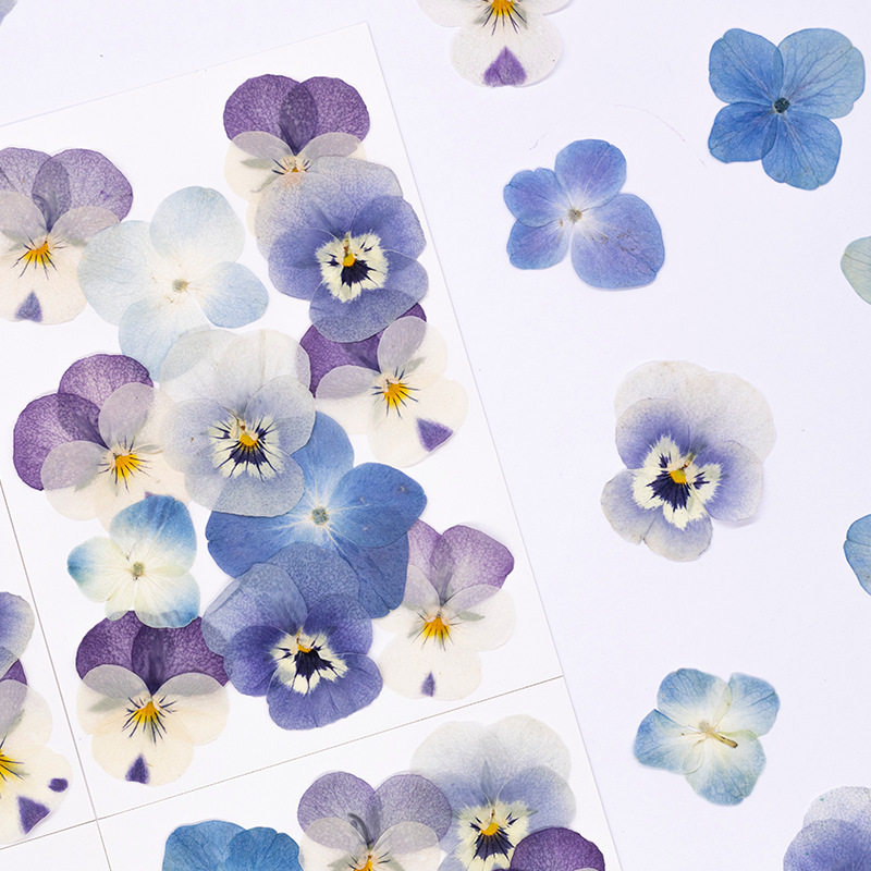 12 pièces, véritables fleurs s - Dried Flower Pressed avis et prix