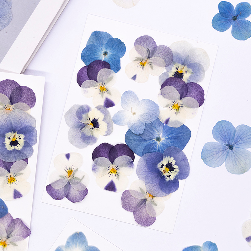 12 pièces, véritables fleurs s - Dried Flower Pressed avis et prix