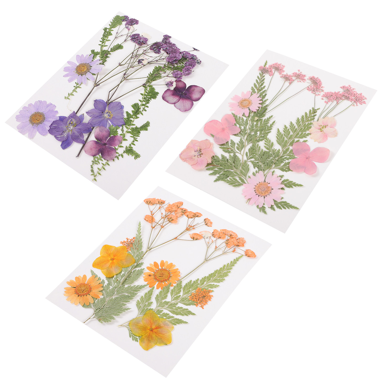 Matériel de décoration en fleu - Dried Flower Pressed avis et prix