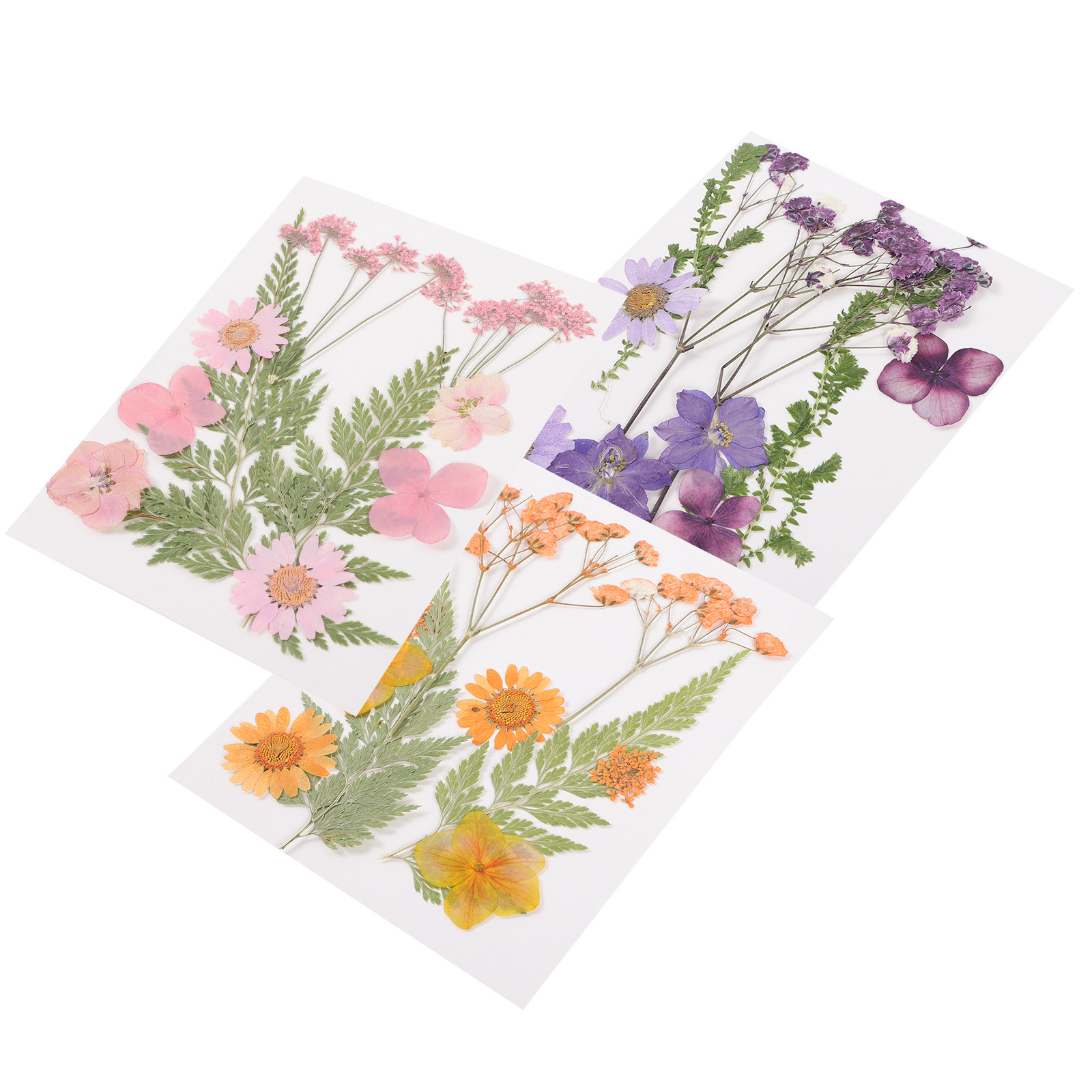 Matériel de décoration en fleu - Dried Flower Pressed avis et prix