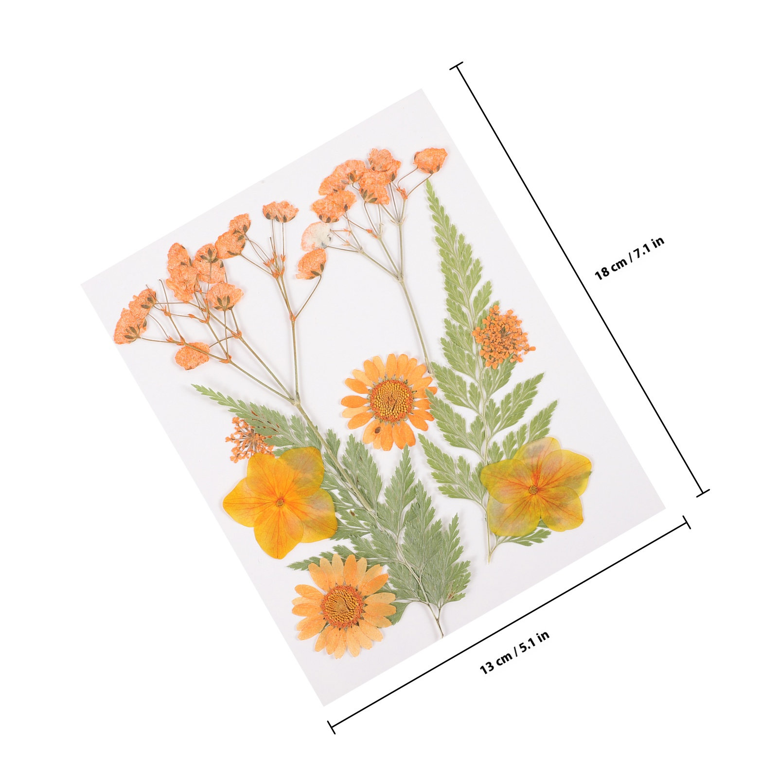 Matériel de décoration en fleu - Dried Flower Pressed avis et prix