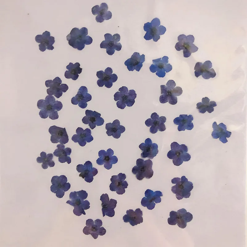 80 pièces/0,5-1,5 cm, Pétales  - Dried Flower Pressed avis et prix