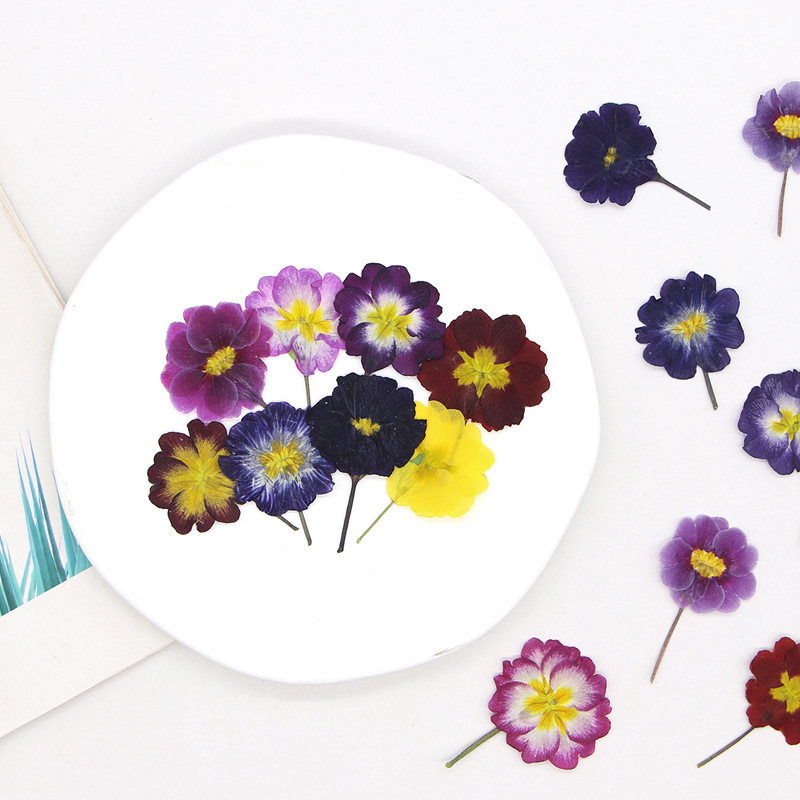 48 pièces de fleurs séchées de - Dried Flower Pressed avis et prix