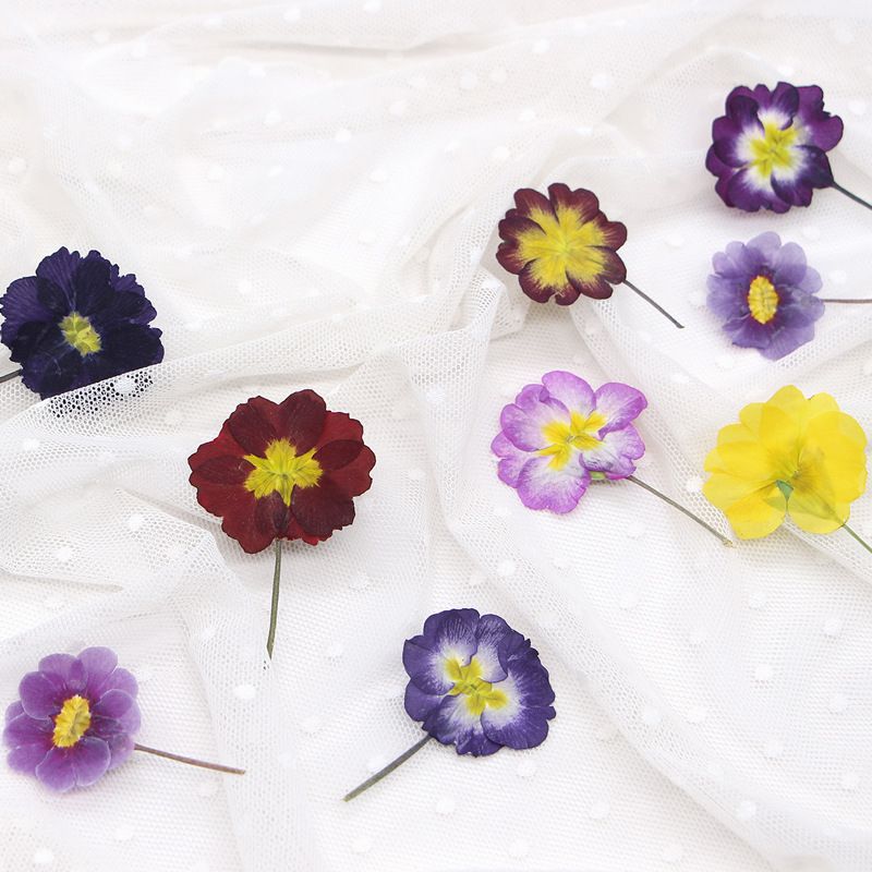 48 pièces de fleurs séchées de - Dried Flower Pressed avis et prix
