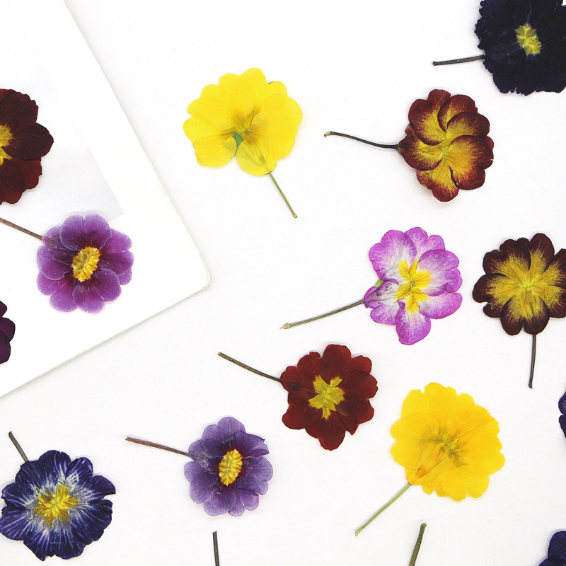 48 pièces de fleurs séchées de - Dried Flower Pressed avis et prix