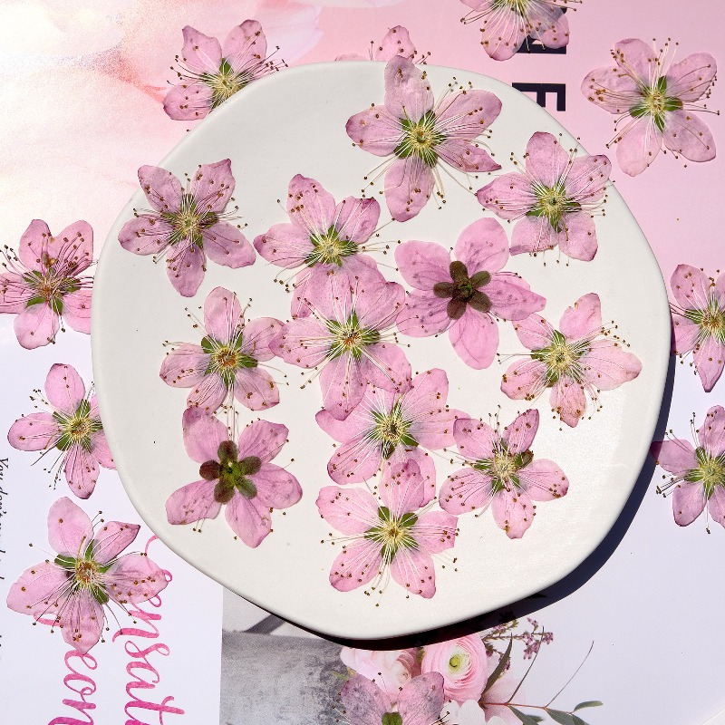 Fleurs séchées pressées de pêc - Dried Flower Pressed avis et prix