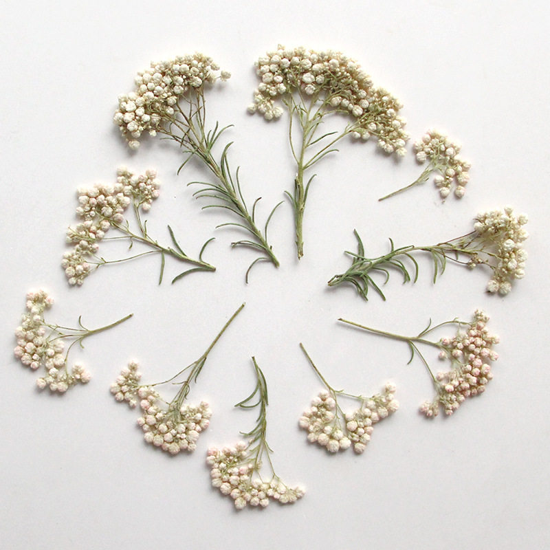 12 pièces, Branches de fleurs  - Dried Flower Pressed avis et prix
