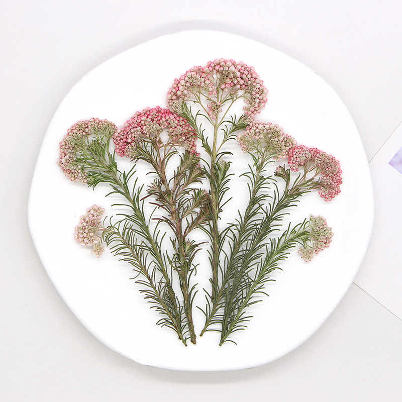 12 pièces, Branches de fleurs  - Dried Flower Pressed avis et prix