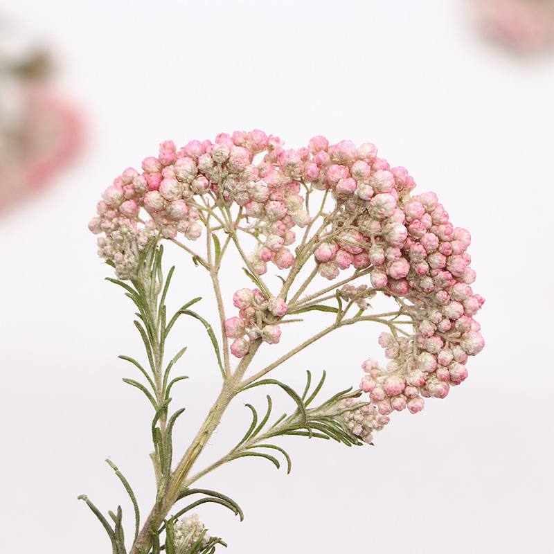 12 pièces, Branches de fleurs  - Dried Flower Pressed avis et prix