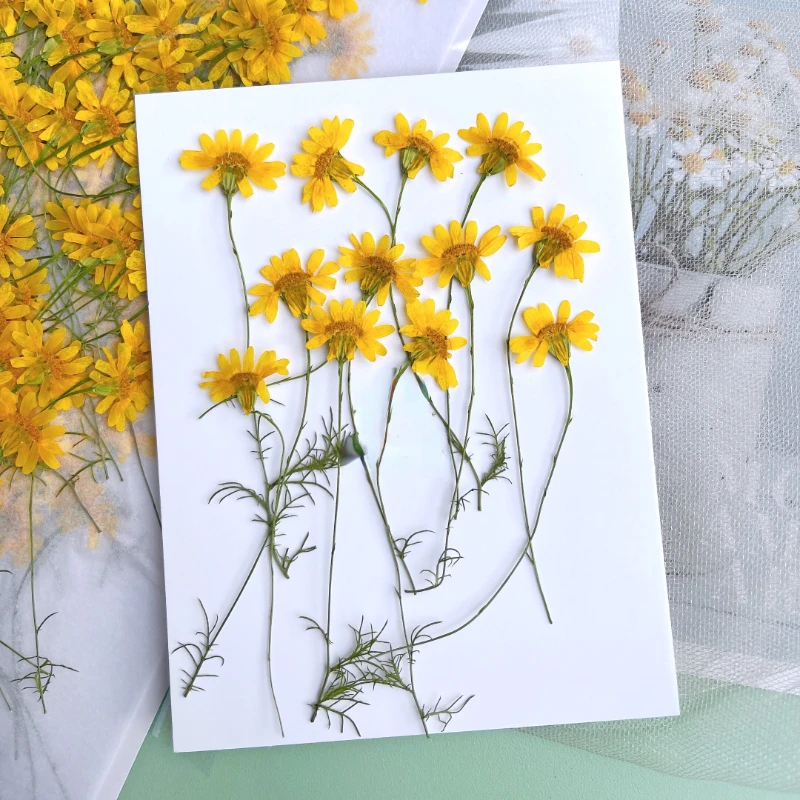 6-10cm/24 pièces, Chrysanthème - Dried Flower Pressed avis et prix