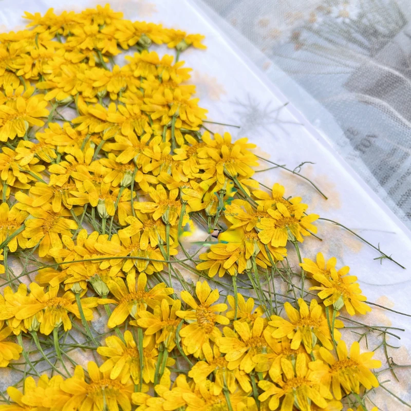 6-10cm/24 pièces, Chrysanthème - Dried Flower Pressed avis et prix