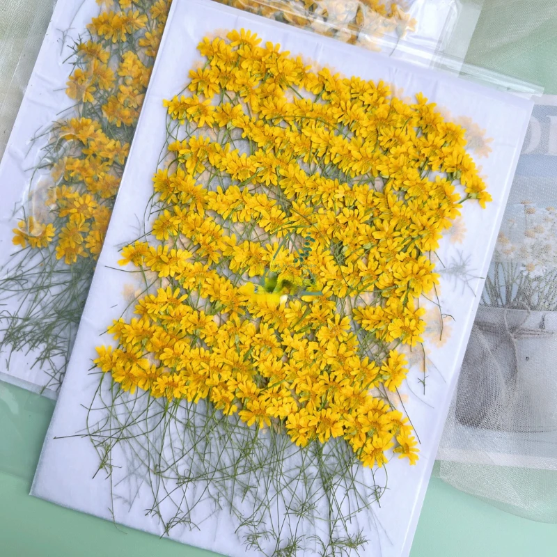 6-10cm/24 pièces, Chrysanthème - Dried Flower Pressed avis et prix