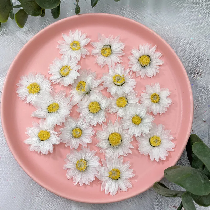 Pétales de fleurs de Murcia na - Dried Flower Pressed avis et prix