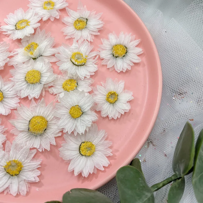 Pétales de fleurs de Murcia na - Dried Flower Pressed avis et prix