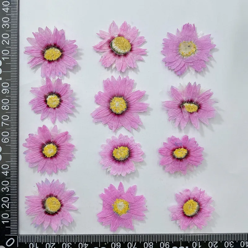 Pétales de fleurs de Murcia na - Dried Flower Pressed avis et prix