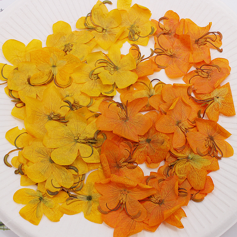 60 pièces de fleurs de Cassia  - Dried Flower Pressed avis et prix