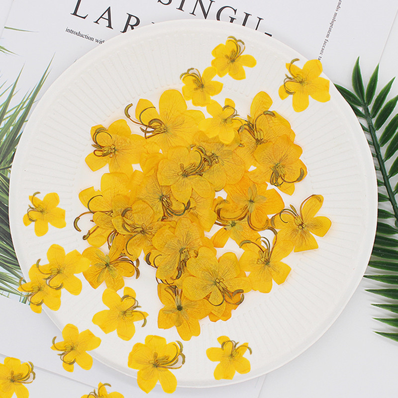 60 pièces de fleurs de Cassia  - Dried Flower Pressed avis et prix
