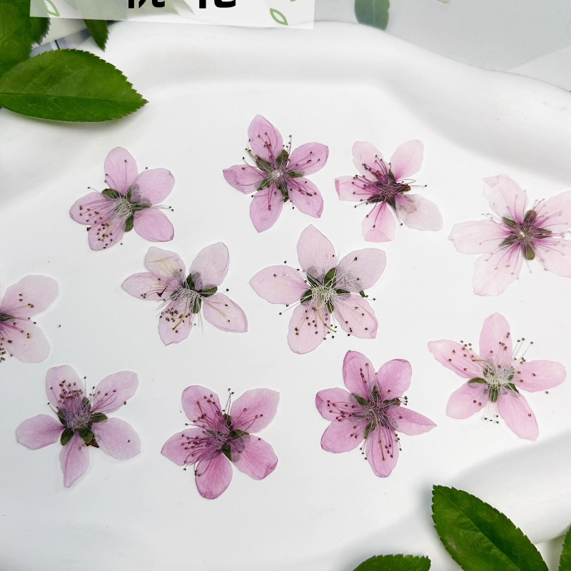 12 pièces, Fleurs de pêcher na - Dried Flower Pressed avis et prix