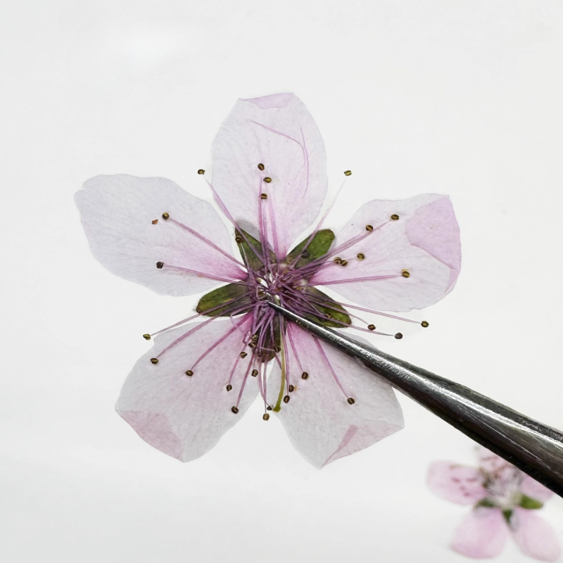 12 pièces, Fleurs de pêcher na - Dried Flower Pressed avis et prix