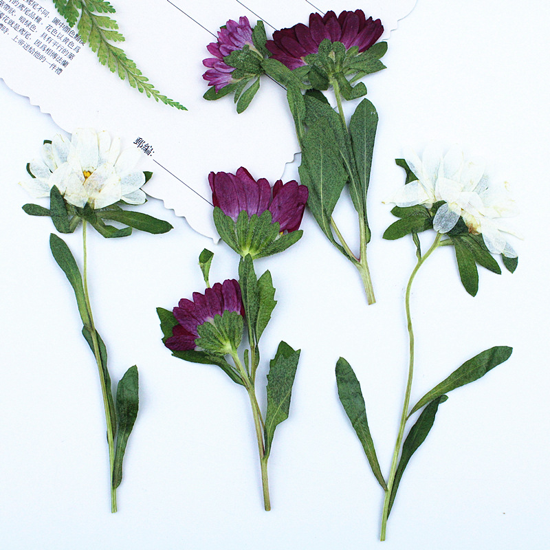 24 pièces, mini chrysanthèmes  - Dried Flower Pressed avis et prix