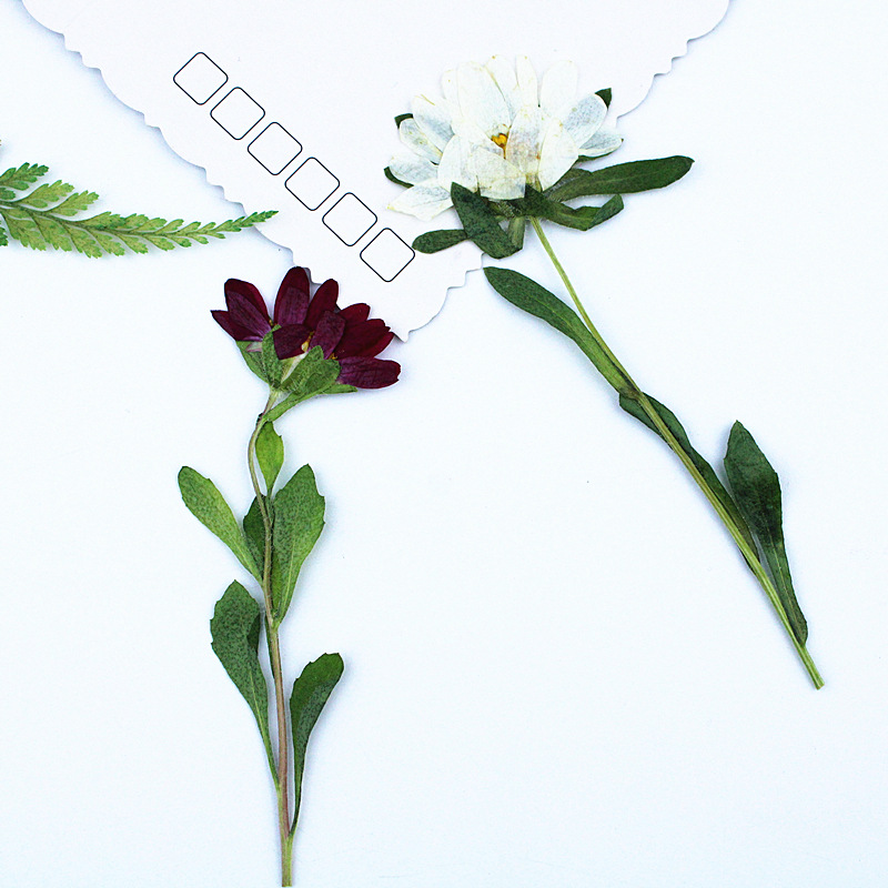 24 pièces, mini chrysanthèmes  - Dried Flower Pressed avis et prix