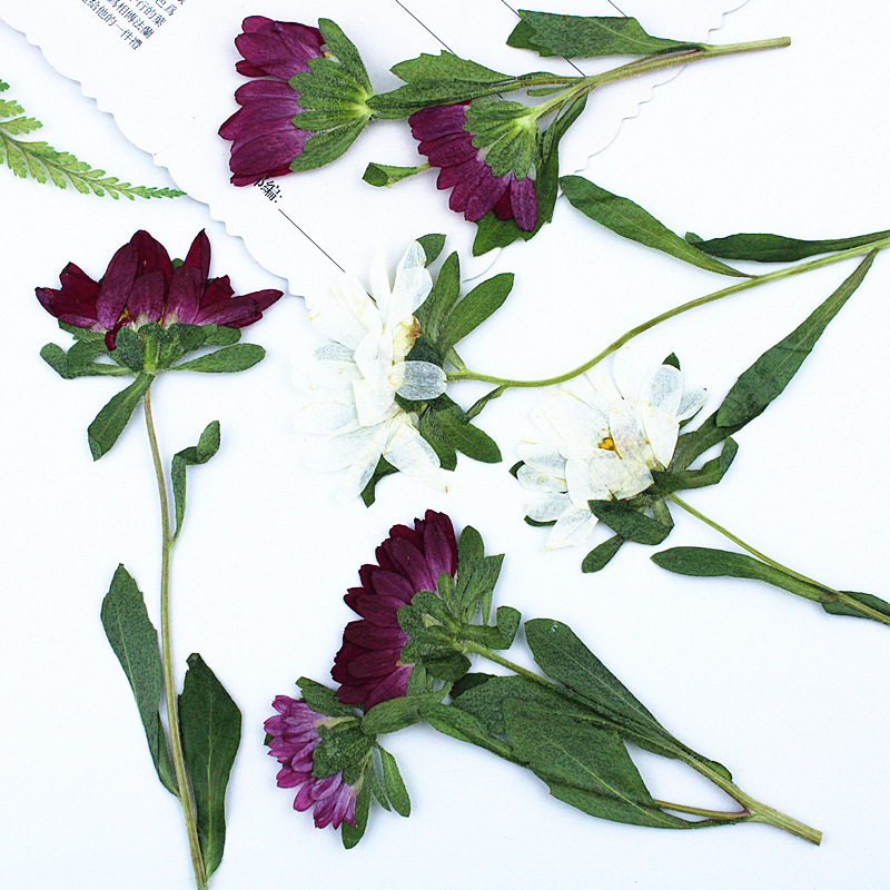 24 pièces, mini chrysanthèmes  - Dried Flower Pressed avis et prix